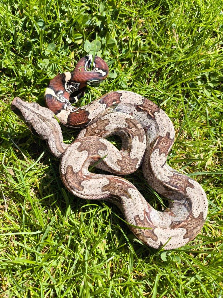 Boa constrictor Guyana NZ2024