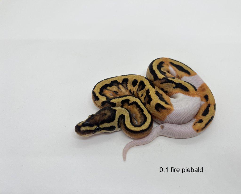 Krajta královská (Python regius)