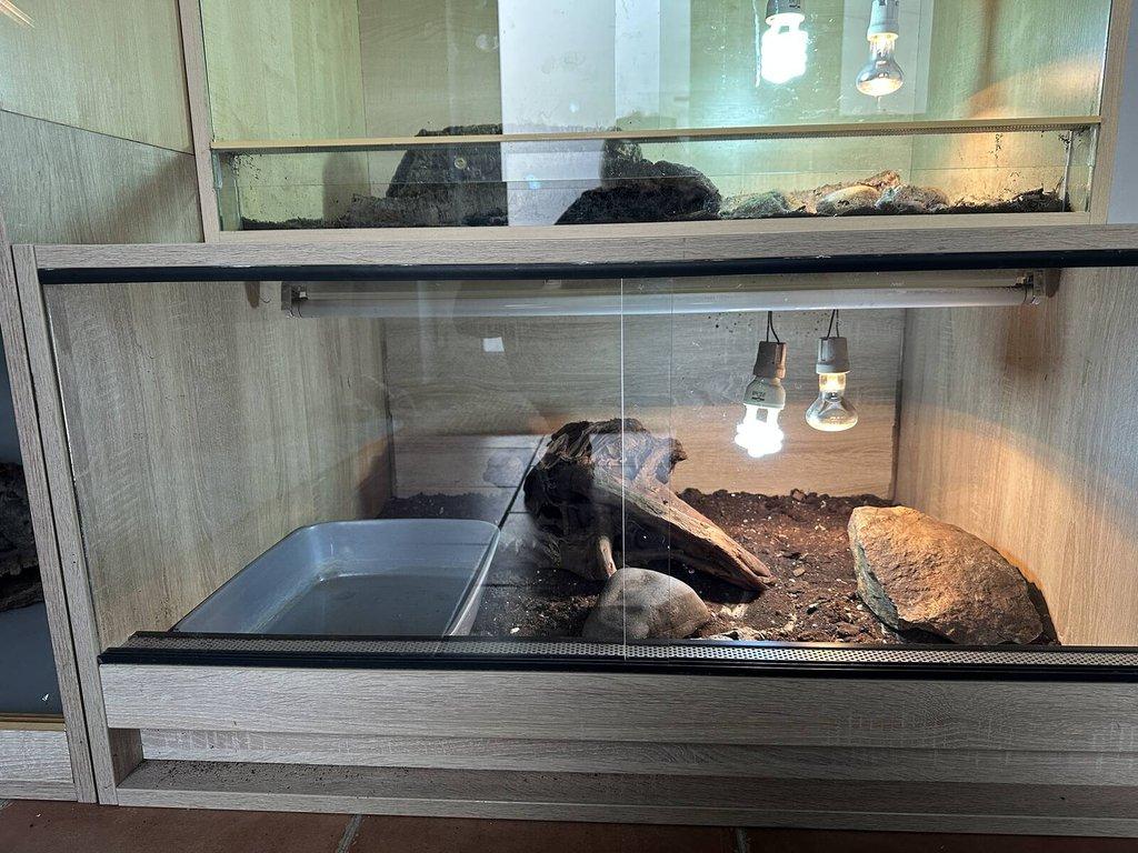 Varan ostnoocasý (Varanus acanthurus) a terárium