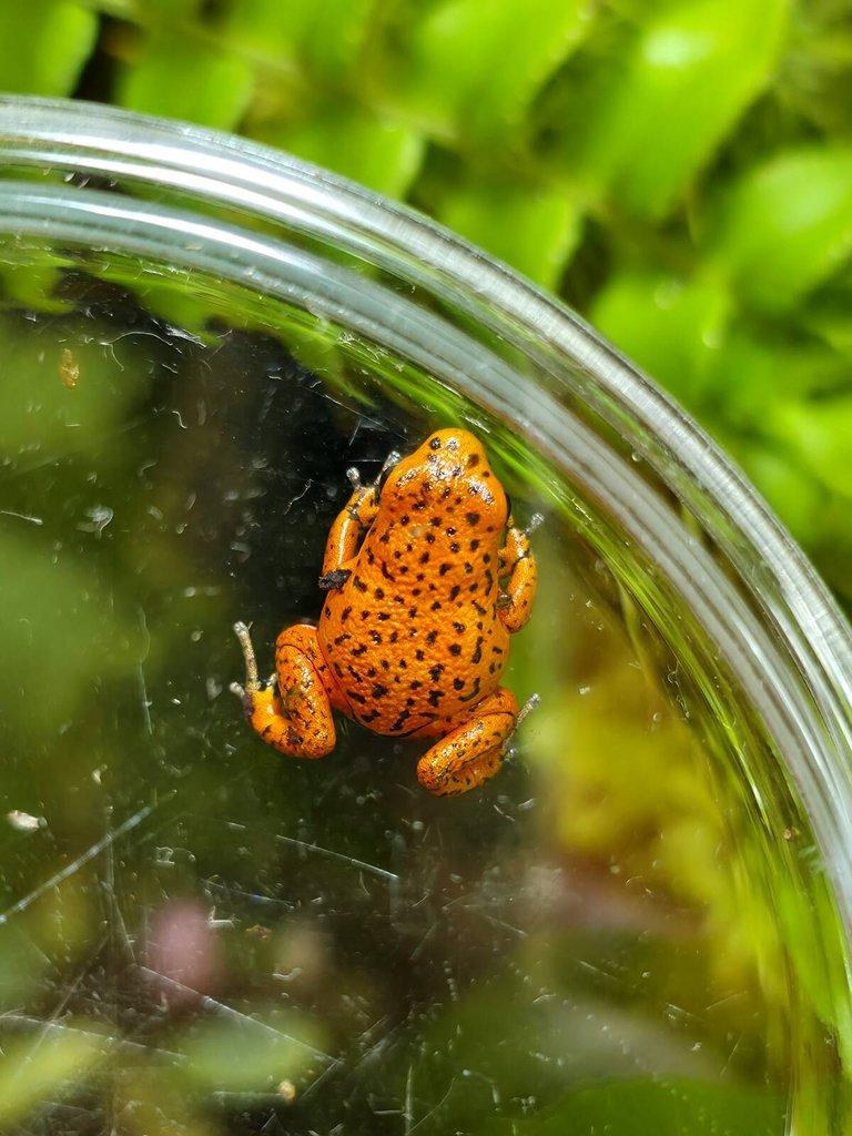 Mantella baroni a Oophaga pumilio 'Solarte'