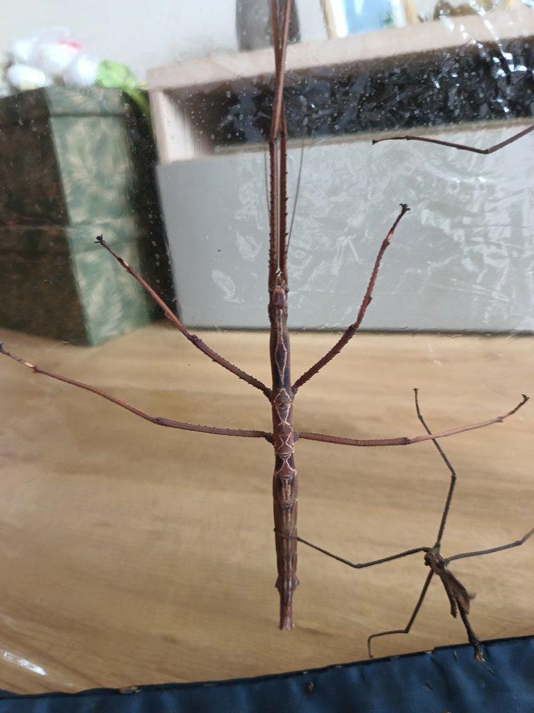 Tirachoidea biceps