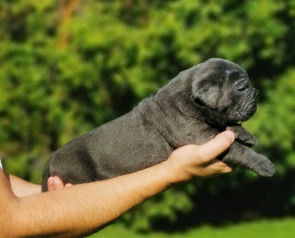 Cane Corso – fenka štěně