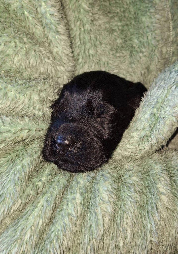 Flat Coated Retriever - štěňátka s PP + možnost výcvikových a socializačních lekcí zdarma