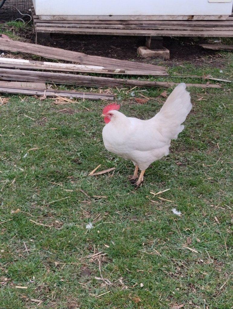 Kohouti Leghorn