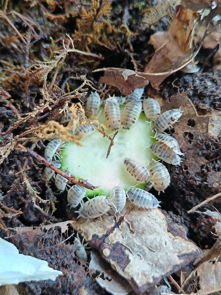 Stínky Porcellio laevis 'Dairy cow' a Porcellionides pruinosus