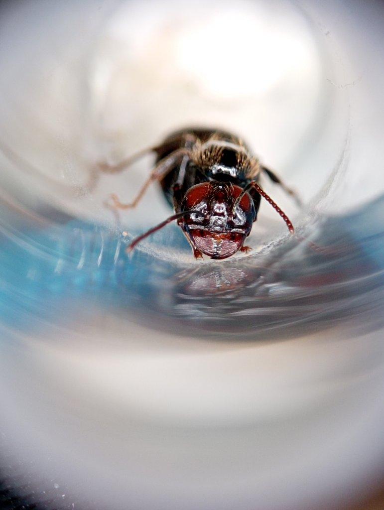 Messor barbarus (Mravenec zrnojed)