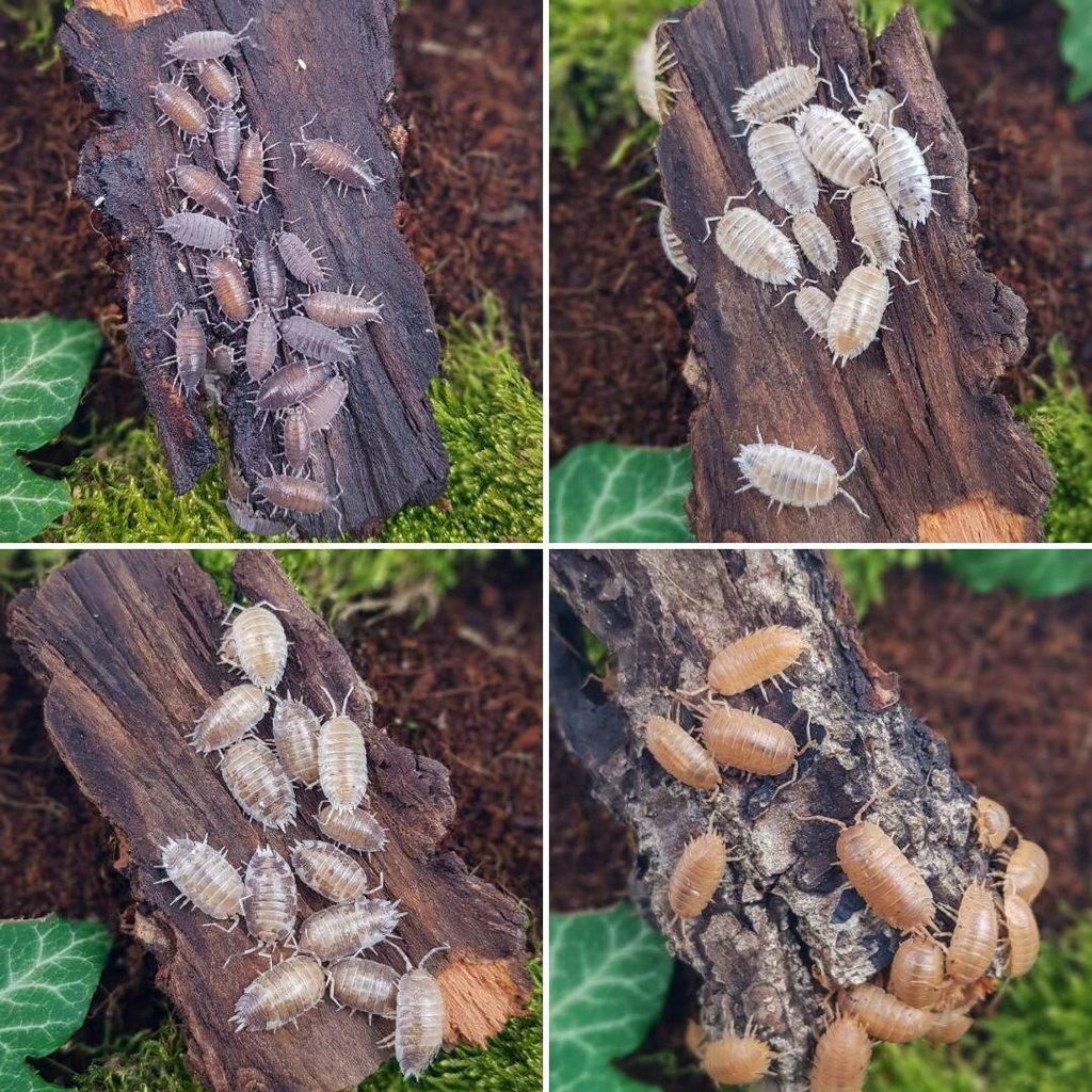 Tropické stínky isopody - různé druhy