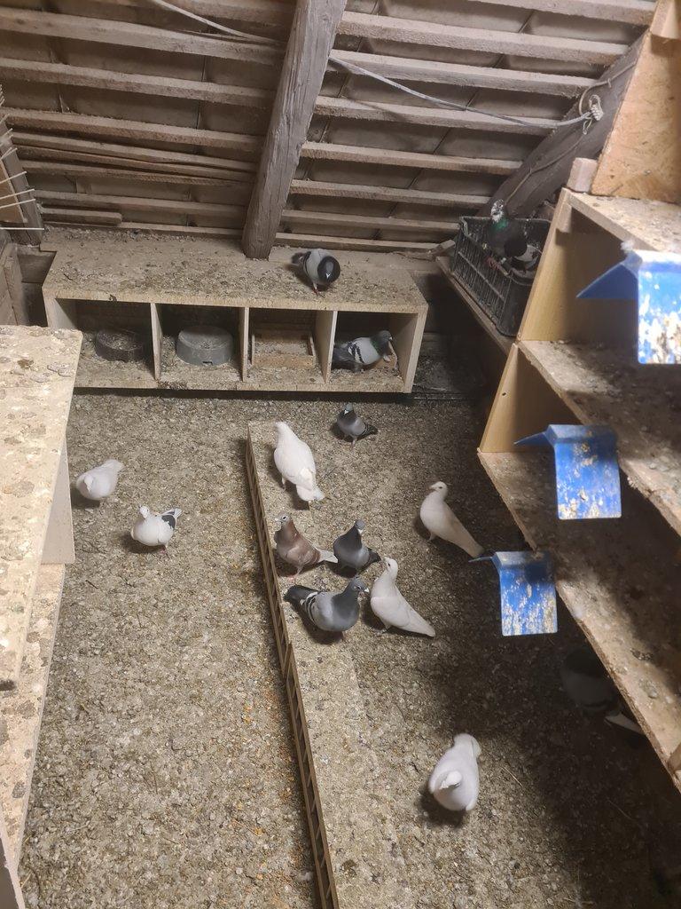 Prodám poštovní holuby