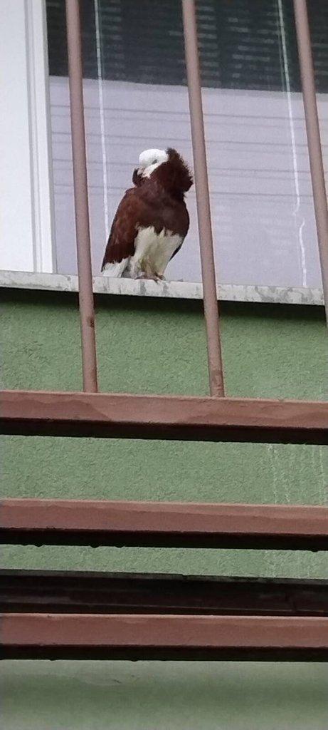 Koupím staroholandskeho kapucína