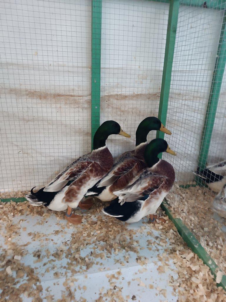 Prodám letošní kačery čárkované.