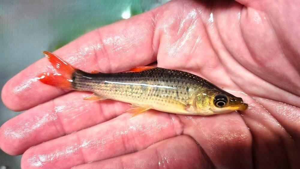 Prodej terčovců, L-sumců, skalár, rejnoků a jiných ryb