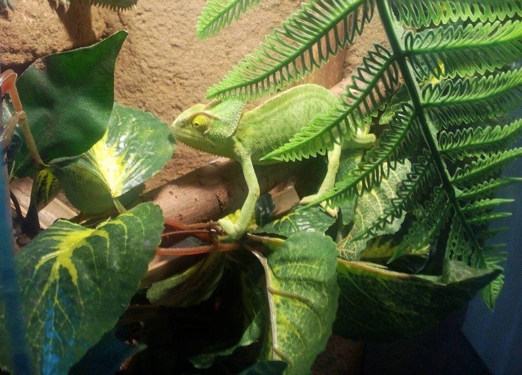 Chameleon Jemenský mládě +Terárium 40x40x100 a krmení. Předání Praha nebo Kralupy nad Vltavou. Liber
