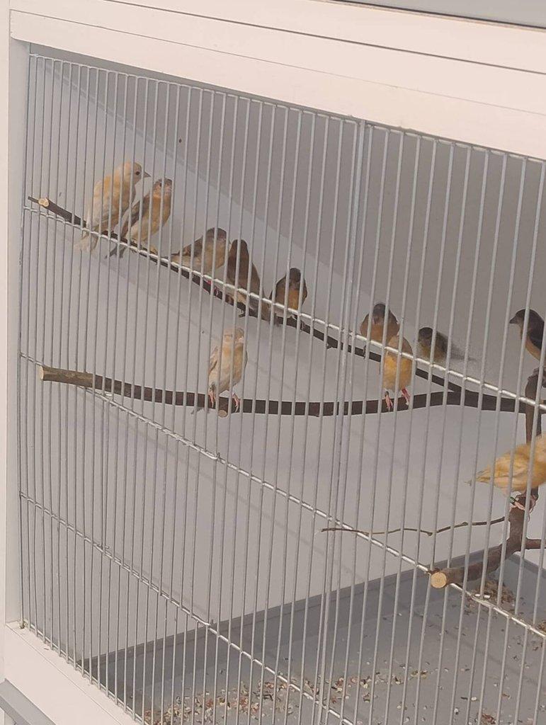 Prodám čížky ohnivé