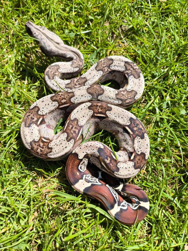Boa constrictor Guyana NZ2024