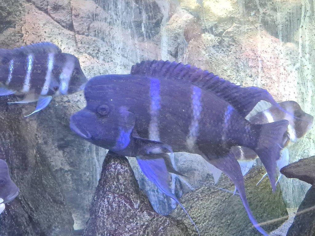 Ryby Tropheus a Cyphotilapia