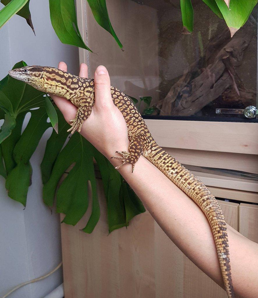 Chovný pár Varan ostnoocasý - Varanus acanthurus