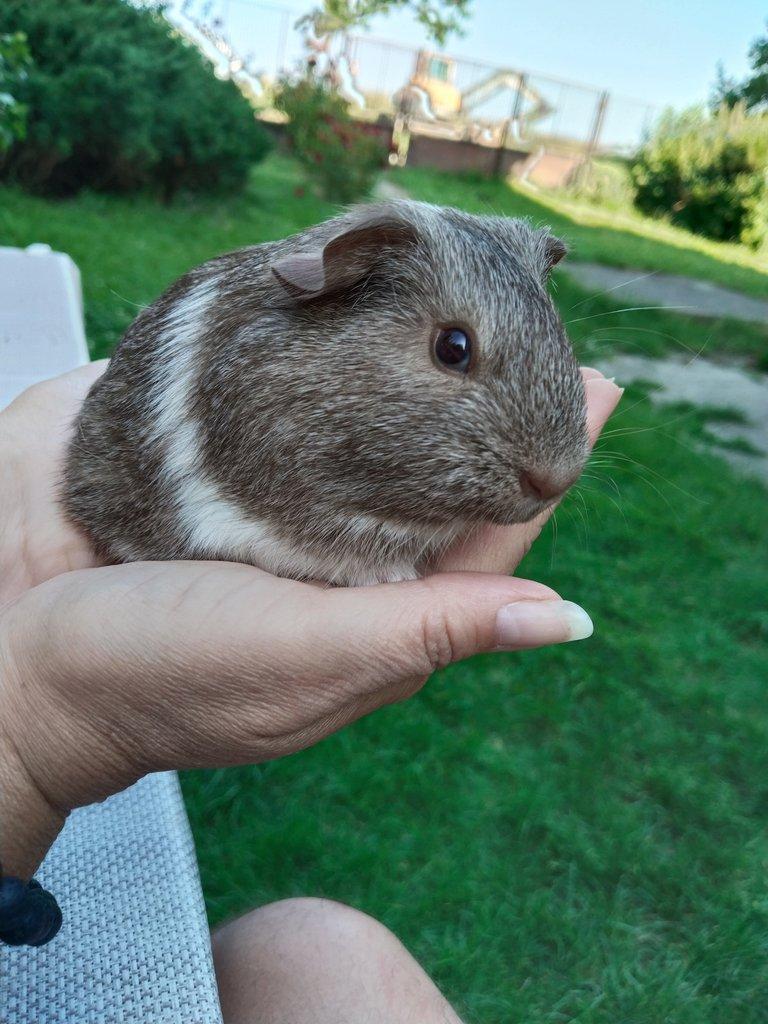 Prodám morčata