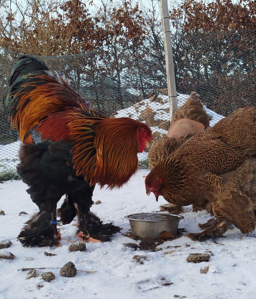 Brahmánka velká koroptví vlnitá