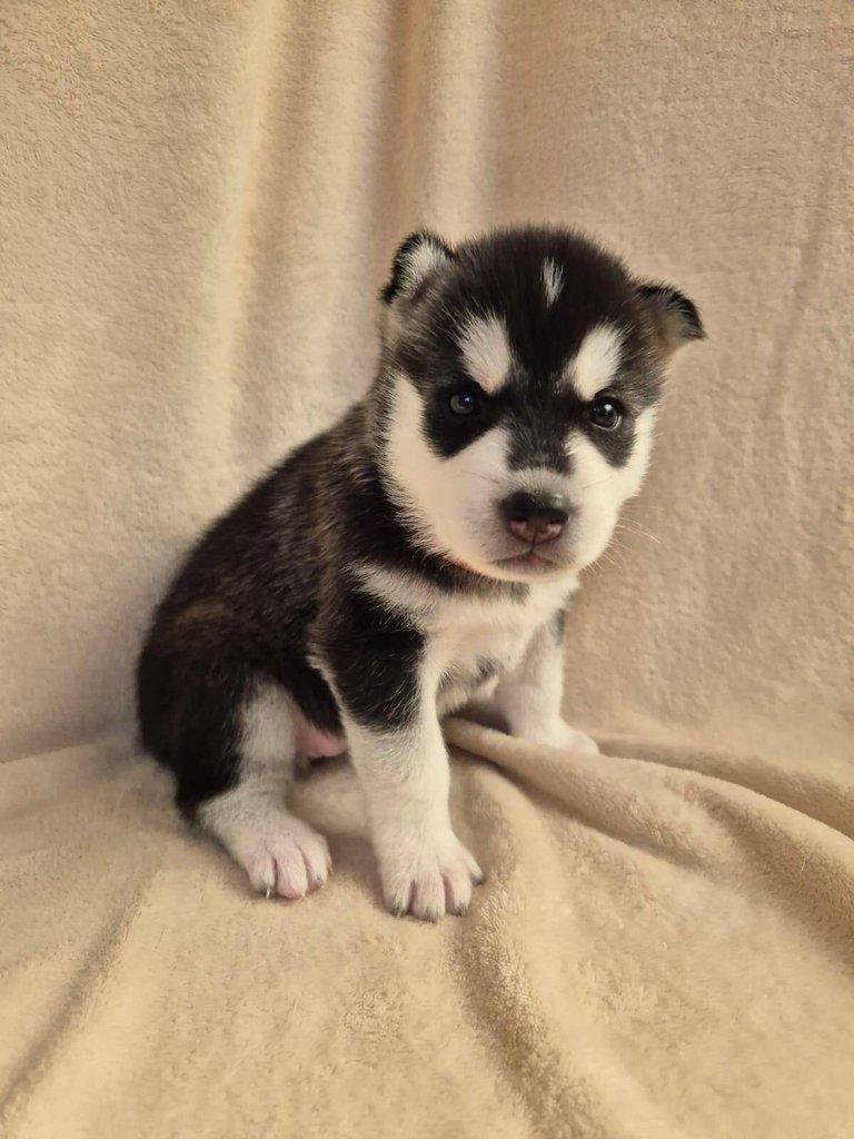 Štěňata Sibiřský husky