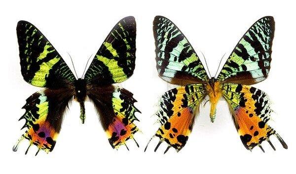 Chrysiridia rhipheus