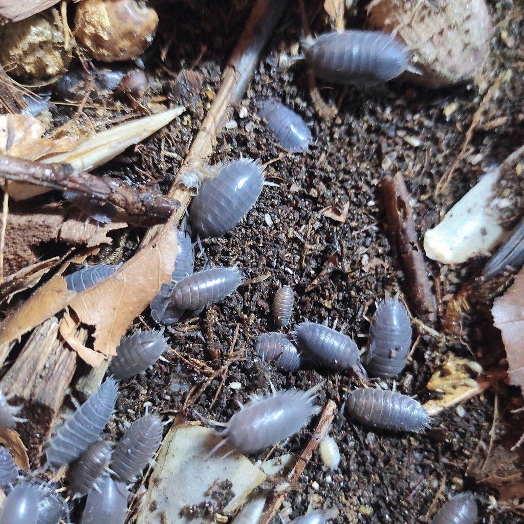 Porcellio laevis wild