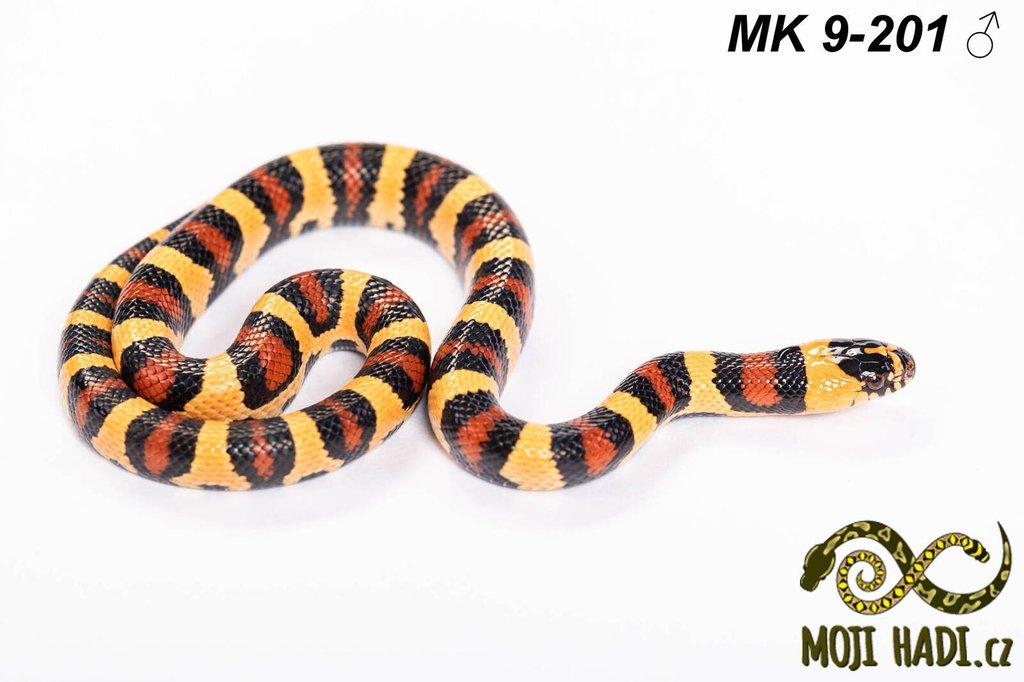 MAGMAKING - korálovka - Lampropeltis
