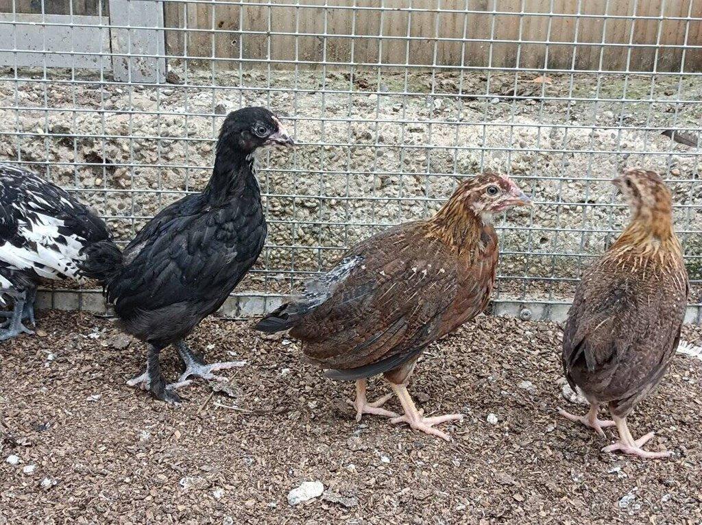 Leghorn,Vlaška koroptví a Australka velká