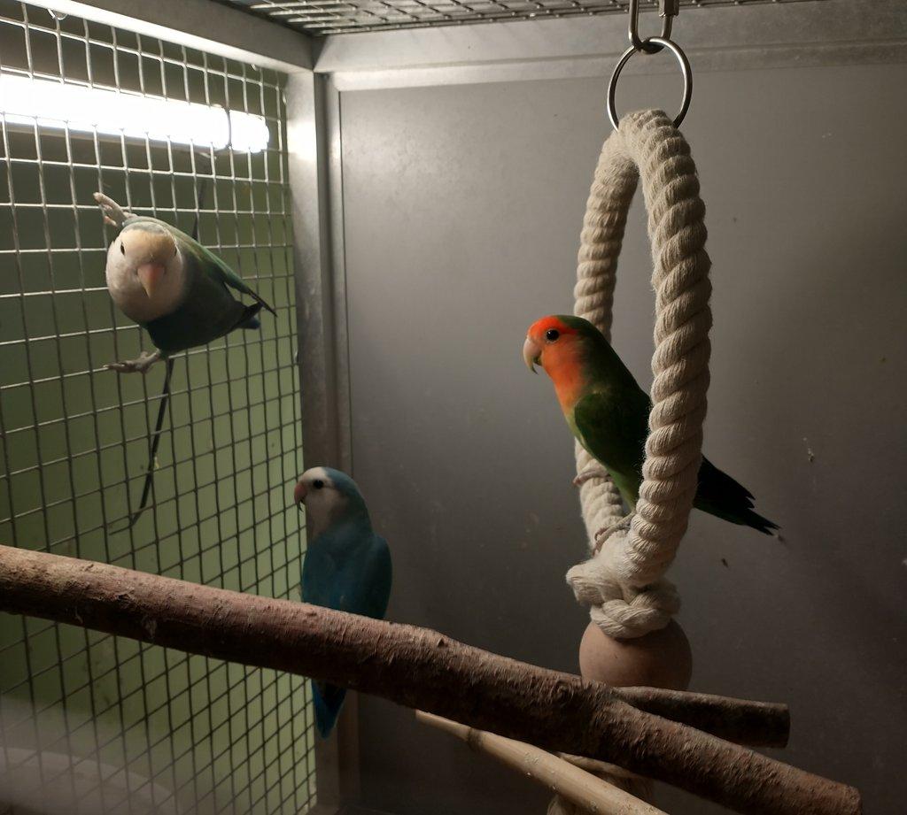 Agapornis růžohrdlý
