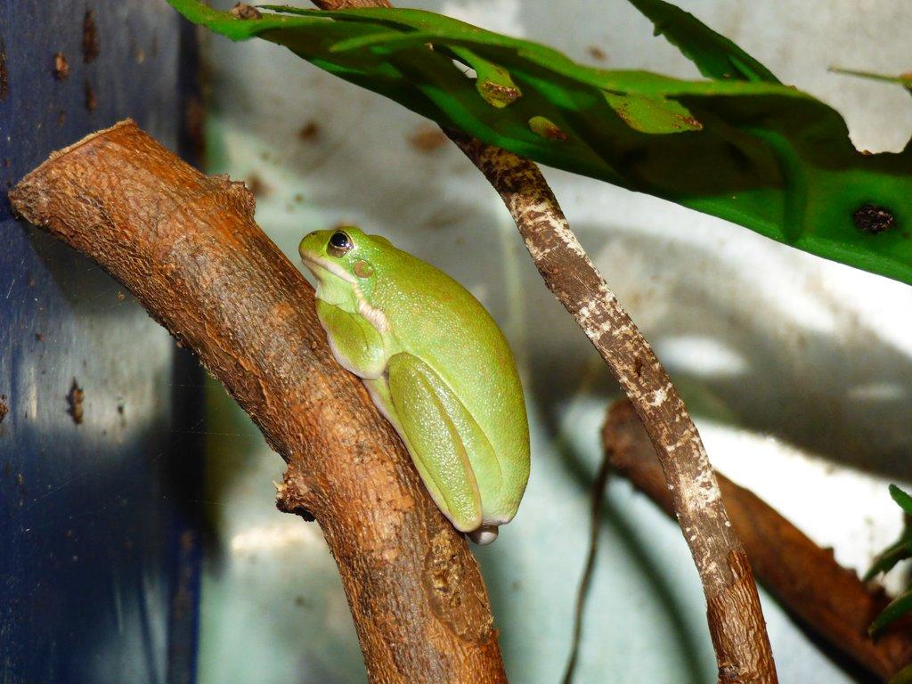 Rosnička karolínská (Hyla cinerea)