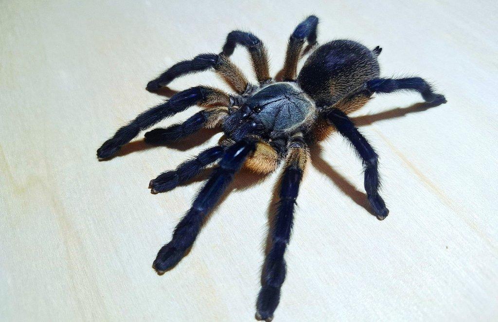 Monocentropus balfouri