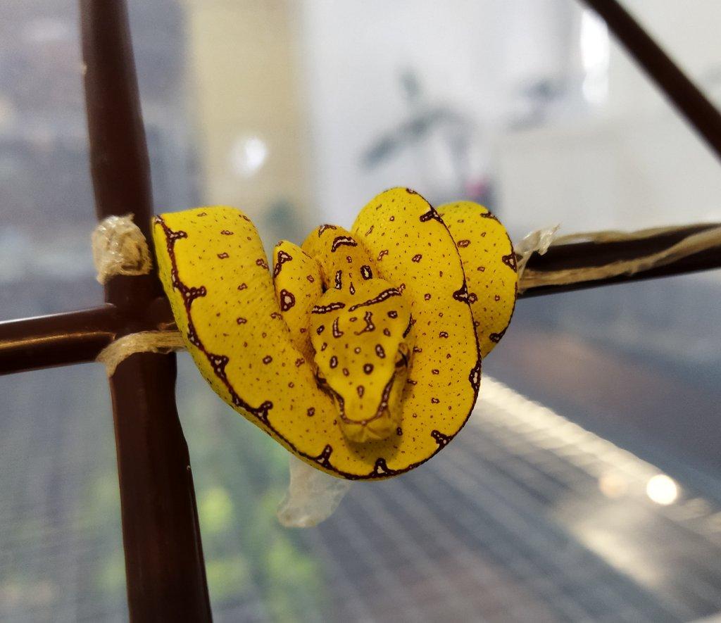 Morelia viridis Lereh