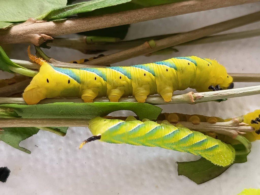 Acherontia Atropos : velké housenky
