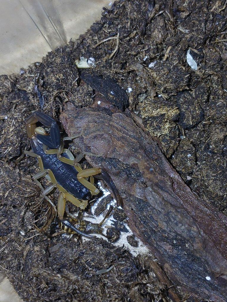 Nabídka štírů  Ž. E. 11. 4.