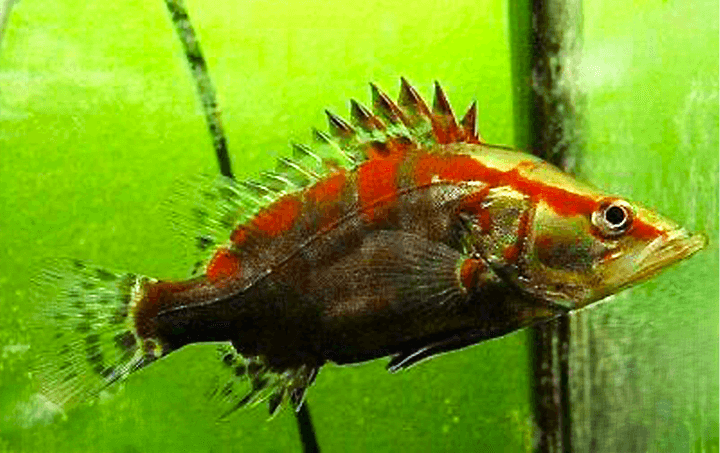 Prodej terčovců, L-sumců, skalár, rejnoků a jiných ryb