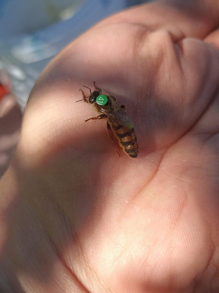 Vyzimované oddělky