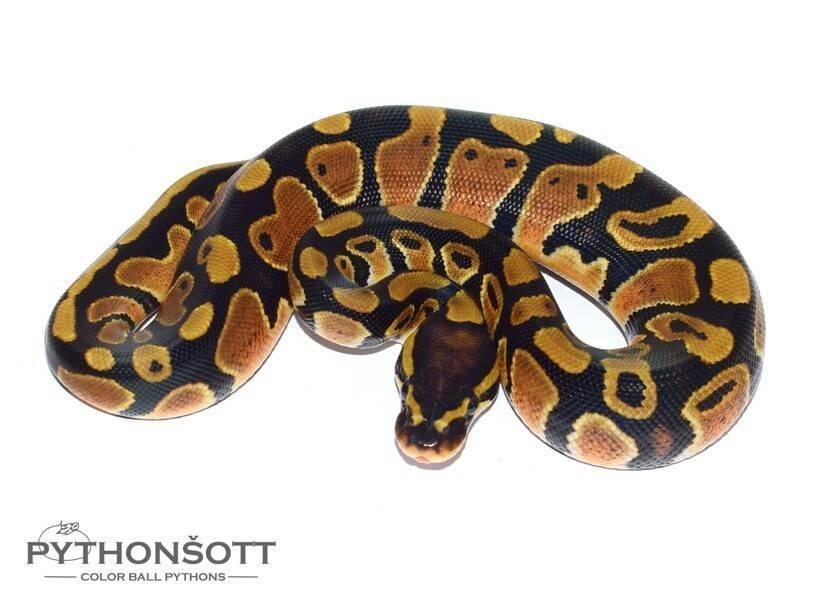 MLÁĎATA KRAJTY KRÁLOVSKÉ (Python regius)