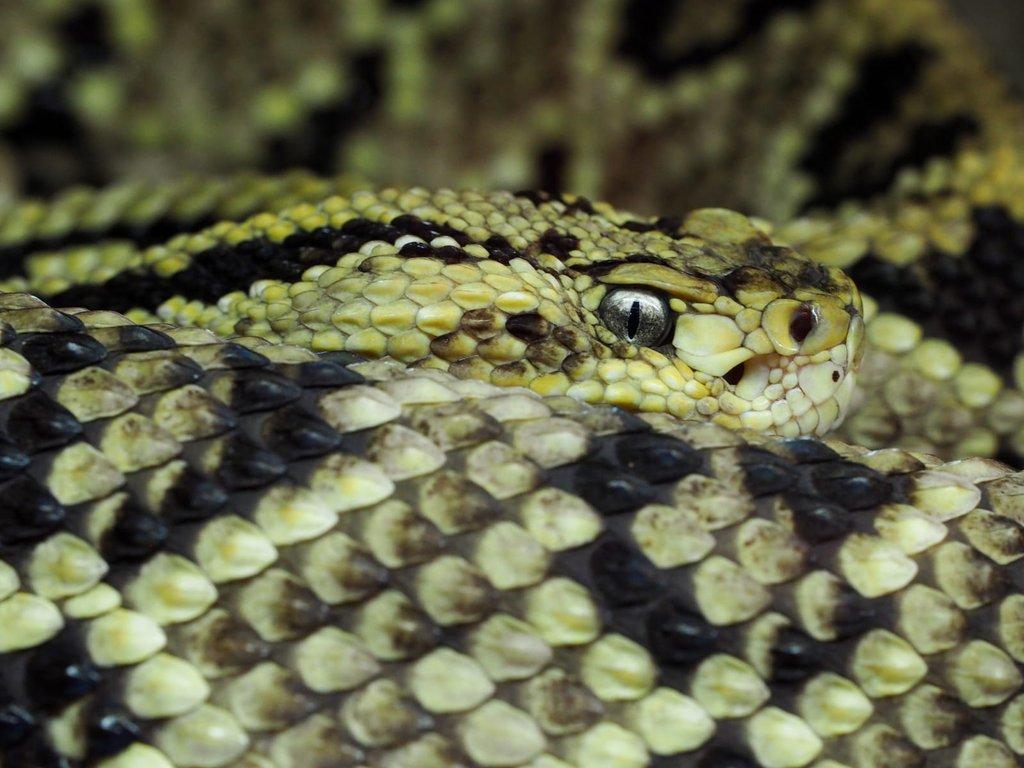 Crotalus Culminatus