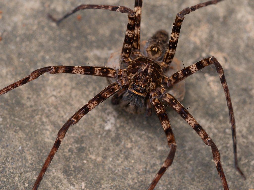 Cyclocosmia, Peucetia a Heteropoda