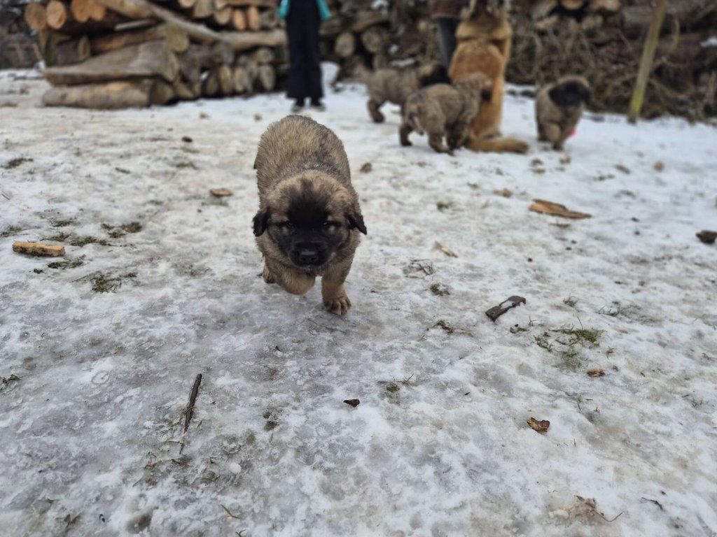 Prodám štěně Leonberger bez PP