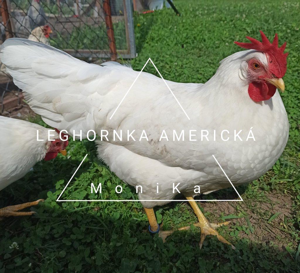 Násadová vajíčka leghornka americká bílá
