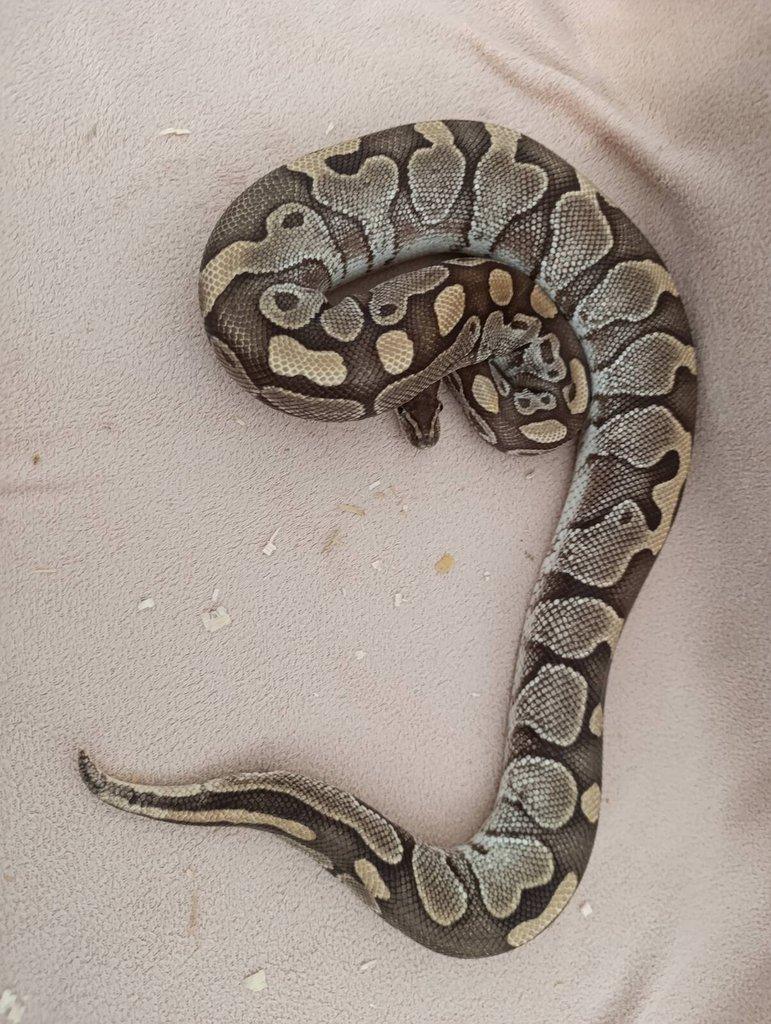 Ruším chov Python regius