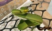 Trimeresurus & Boiga