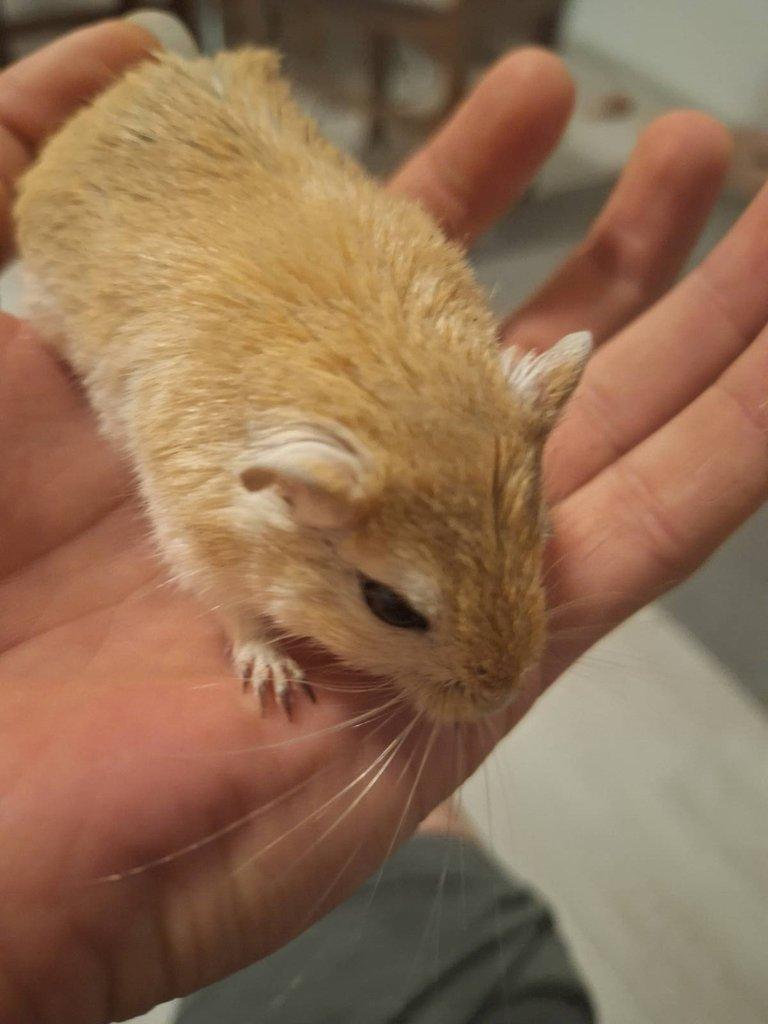 Zvířata