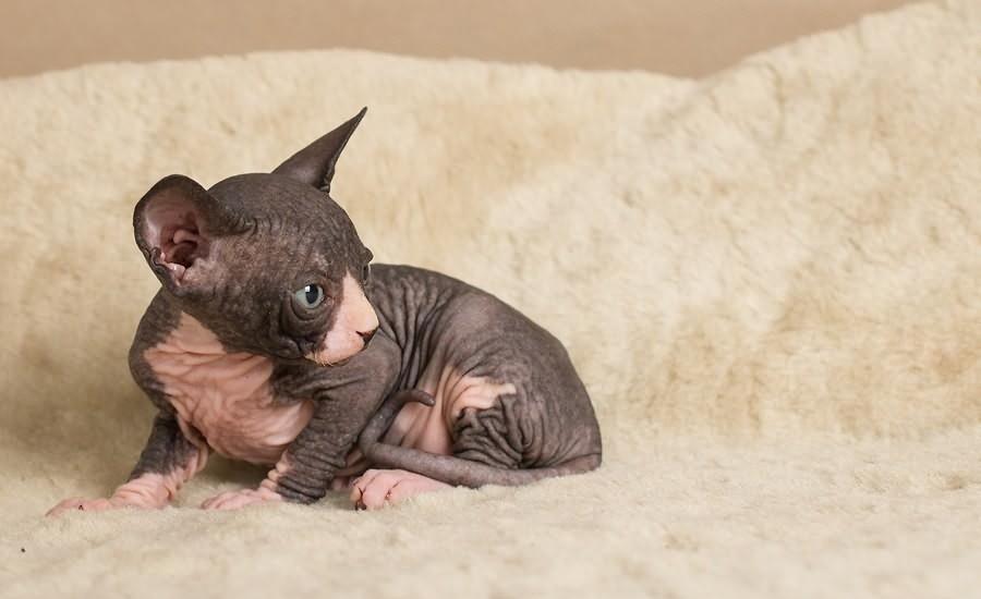Registrovaná koťata Sphynx