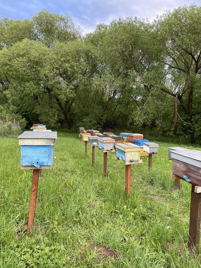Včelí matky Karpatka – přirozeně oplozené a značené (sezóna 2025)