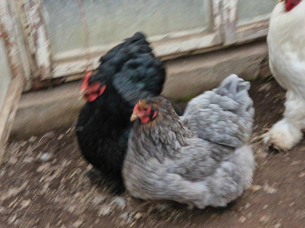 Kočinka velká, násadová vejce