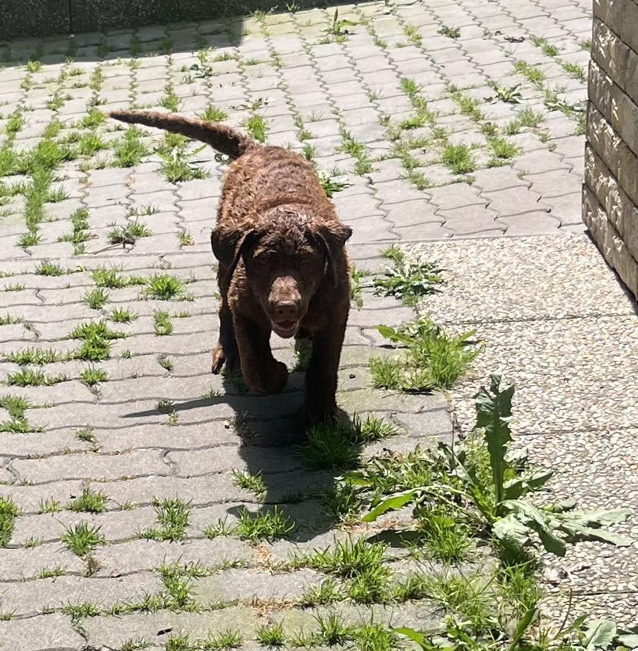 Hnědý retriever (jako hnědý labrador-chesapeake) s PP