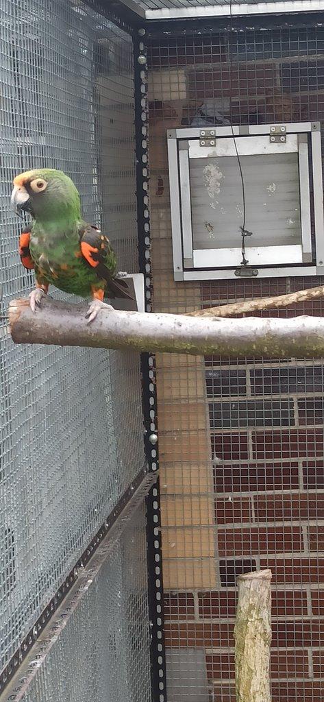 Vyměním Papoušek konžský gul. gul.