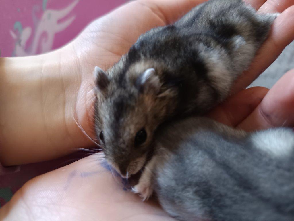 Prodám dzungarske křečky