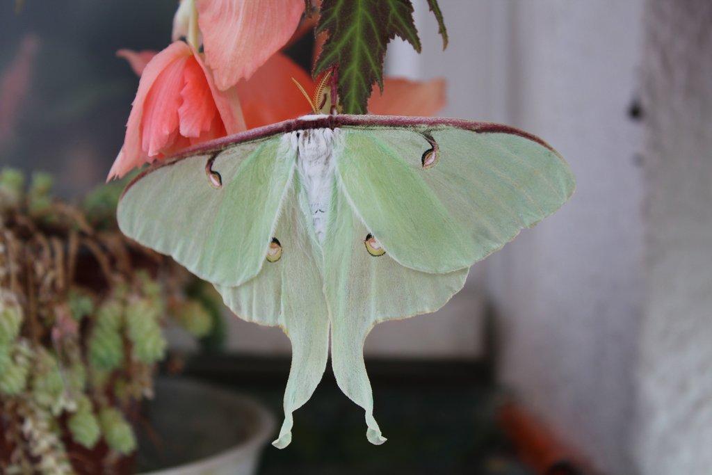 Martináč Měsíčitý - Actias luna